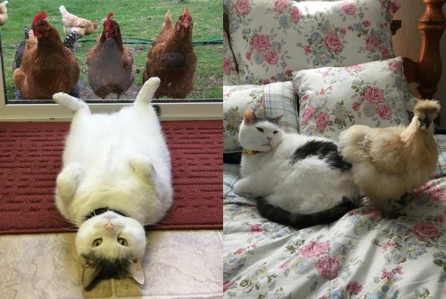 Коты и Кошки