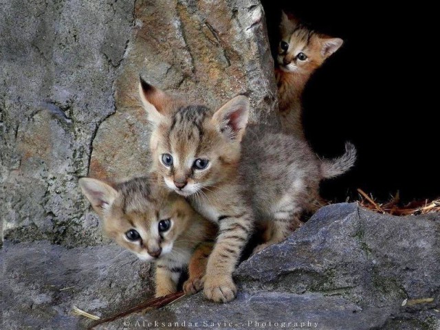 Коты и Кошки