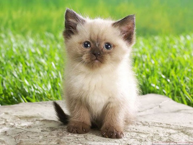 Коты и Кошки