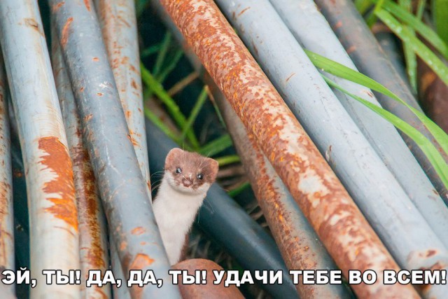 Подборка забавных животных