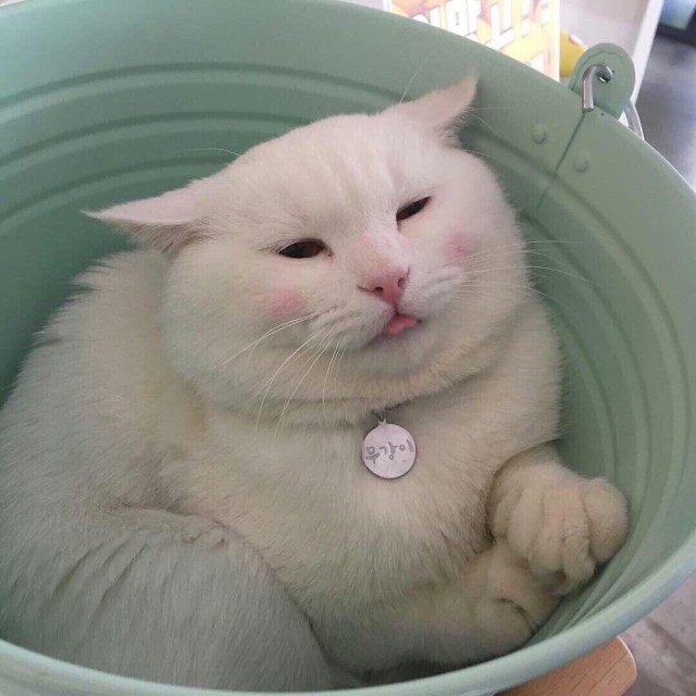 Коты и Кошки
