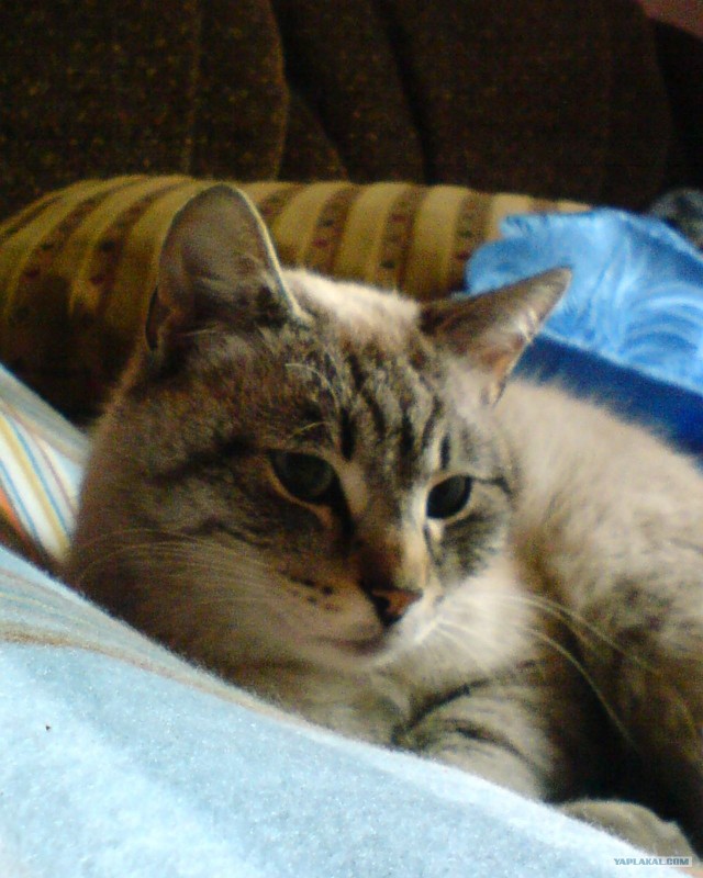 Котовторник на ЯПлакалъ (03.06), котята (31 шт)