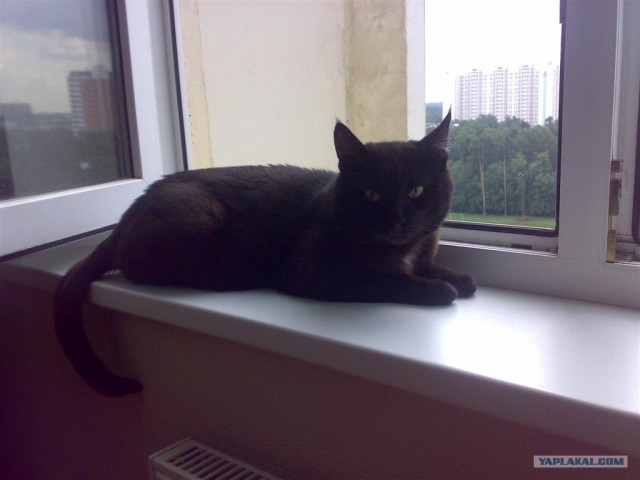 Котовторник на ЯПлакалъ 08.07.2008