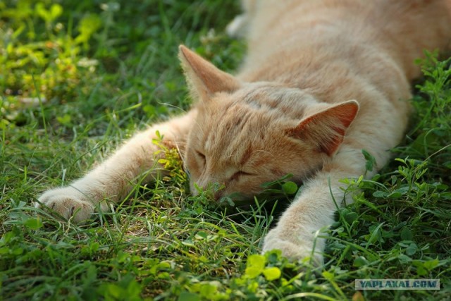 УРРААА ! Котовторник на ЯПлакалъ !