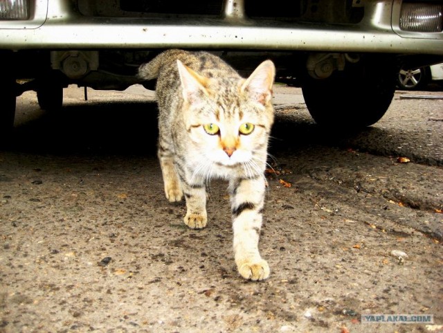 Котовторник на ЯПлакалъ