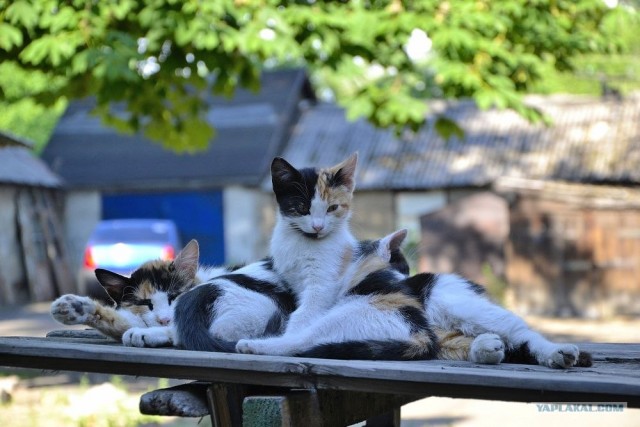 Котовторник на середину июня