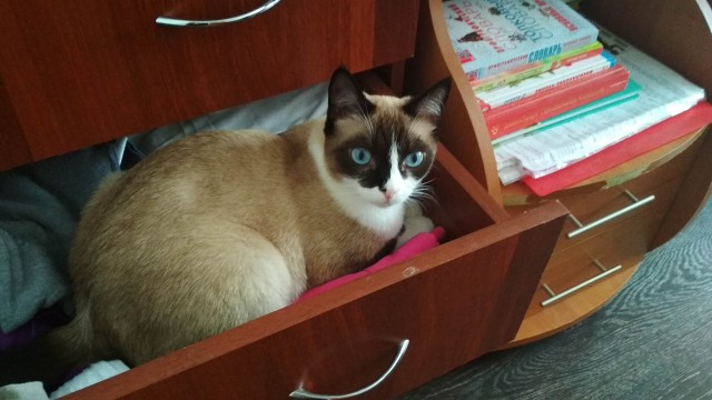 Котовторник (20.11.18)
