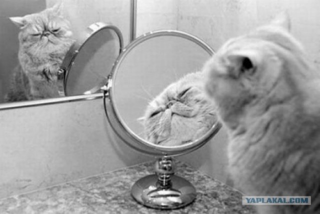 Котовторник 06.12.2011