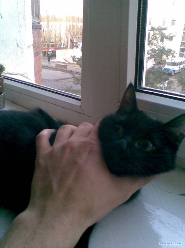 Котовторник 20.12.2011