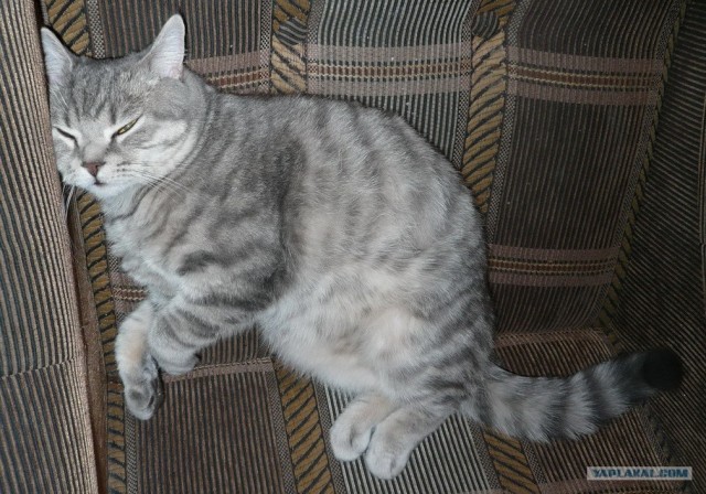 Котовторник (28.02.2012)