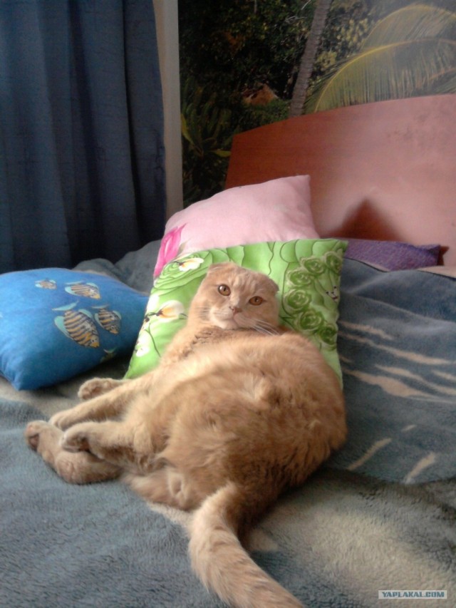 Котовторник 03 07 2012