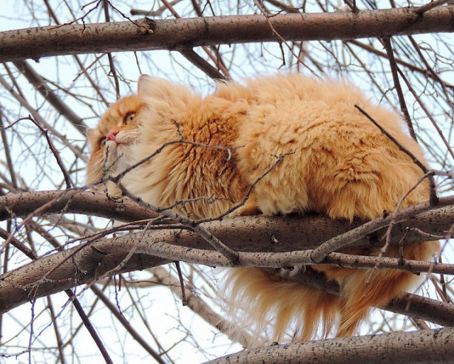 Всё. Меня нет. Я уехал. В Кошляндию