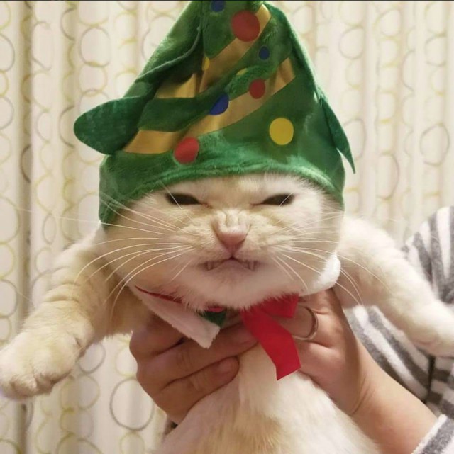 Забавные фото котеек