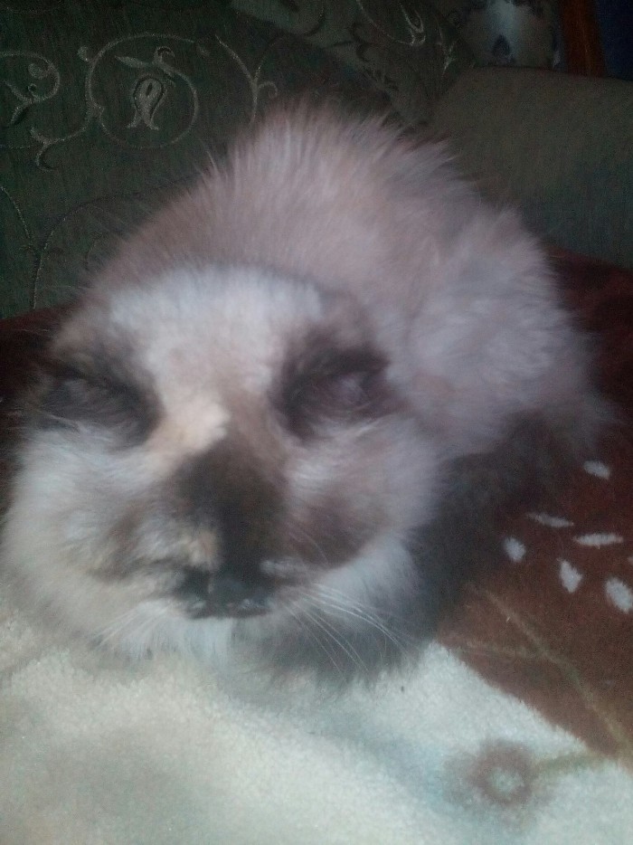 С Днём кошки!