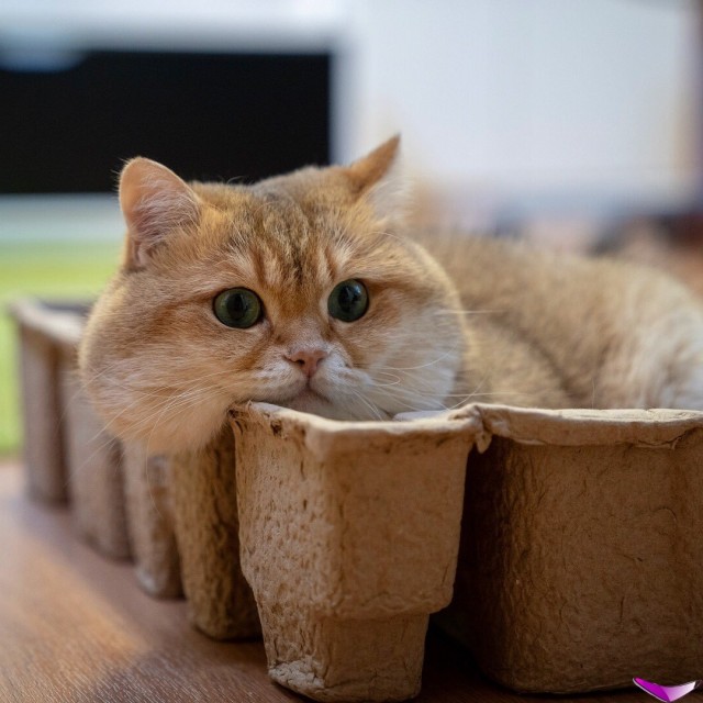 Котофеев пост