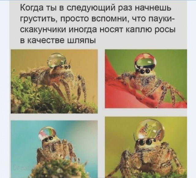 Картинки и мемы для настроения 012