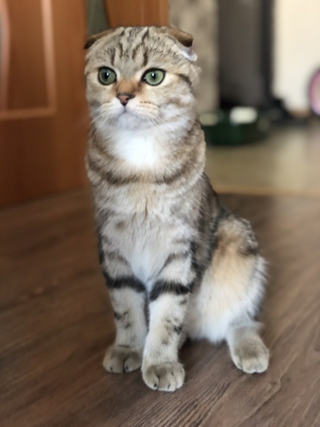 Котовторник!
