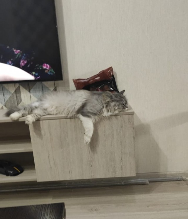 Кот Василий