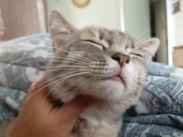 Мой самый первый КОТовторник!