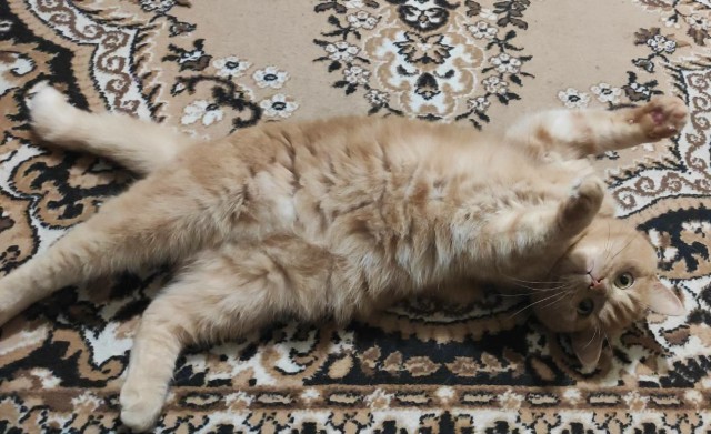 Котовторник так котовторник