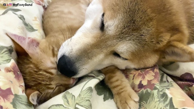 МИРУ - МИР ! Котикам - котовторник !