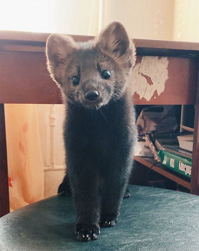 Милая пушистость, для поднятия настроения