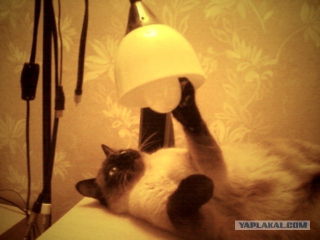 Вариант кота с лампой