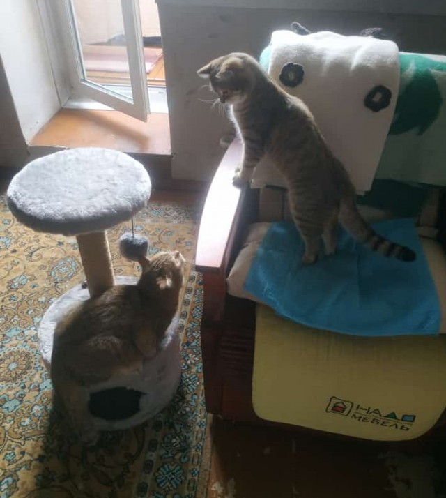 Котовторник 07.06.2022