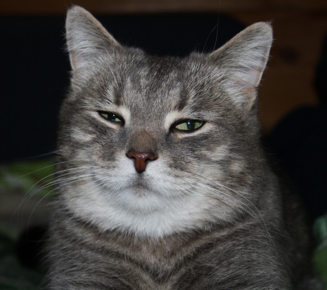 Ура! Котовторник.