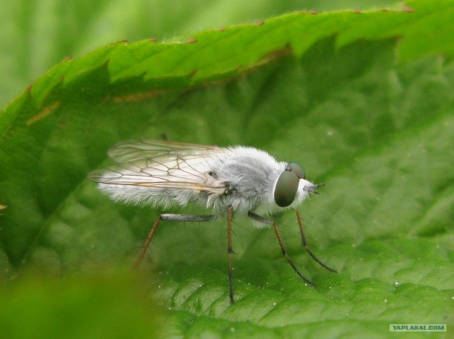 Норвегия глазами Ёлкина