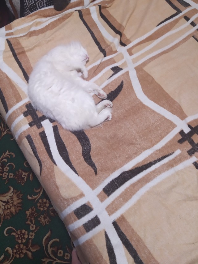 Котовторник 19.07.22