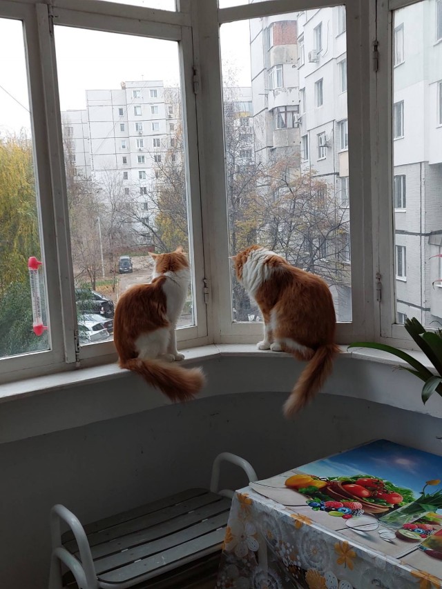 Мой Песдюк