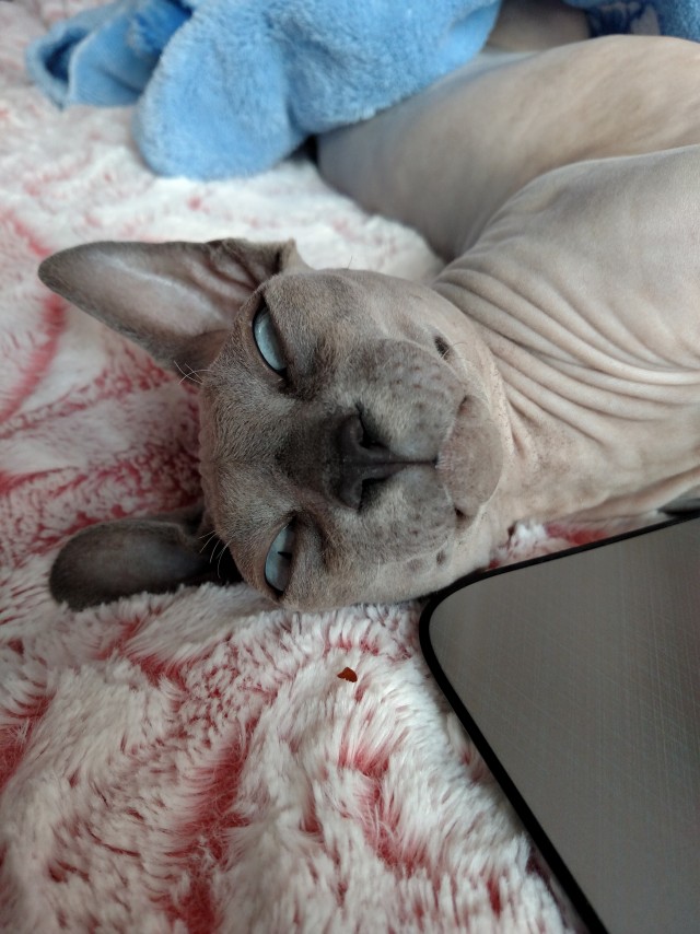 Коточетверг!