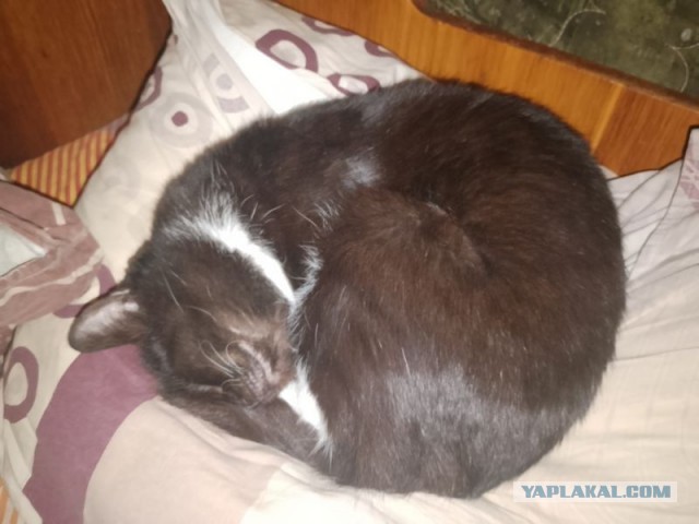Жизнь домашнего приюта для котеек 473