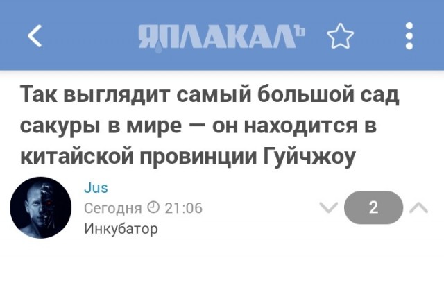 Так выглядит самый большой сад сакуры в мире — он находится в китайской провинции Гуйчжоу