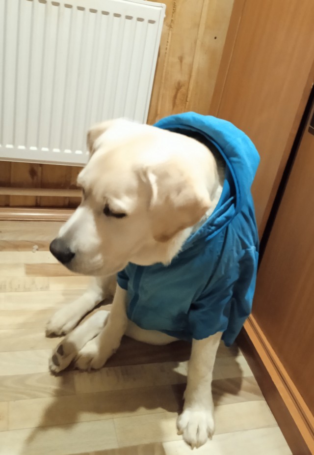 Портреты домашних животных