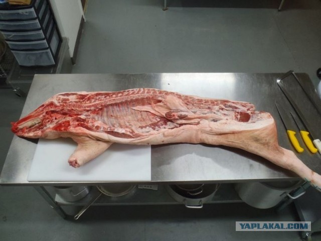 Едят ли чуробасы свинину?