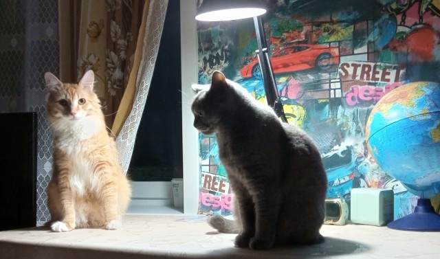Котовторник же!