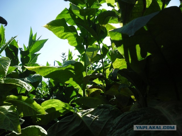 Записки табаковода 2024