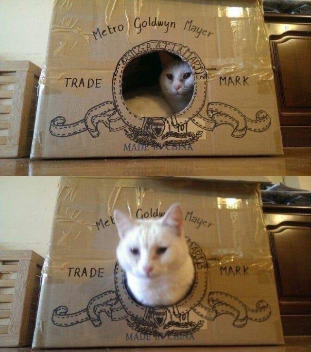 Котовторник в картинках