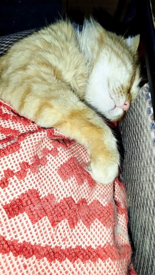 Котэ