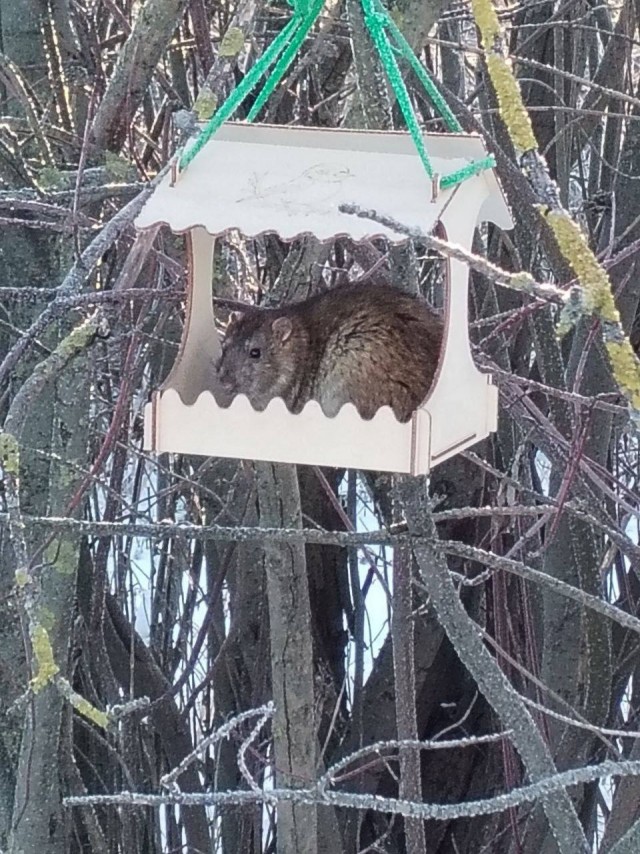 Крысы выселили птиц из кормушек в Бутово