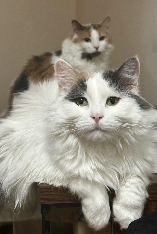 Мама трёхцветка, дочка трёхцветка