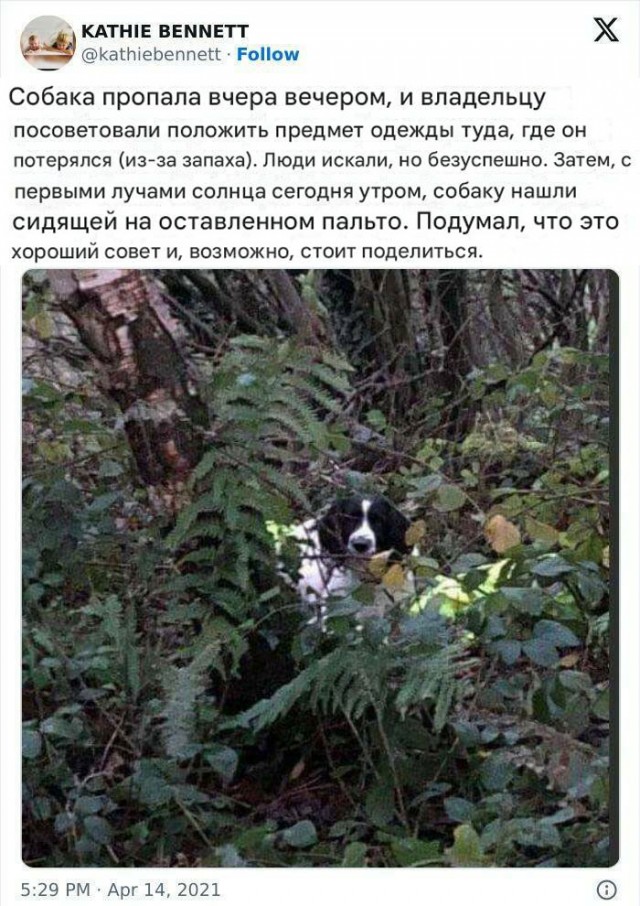 Белый слон и другие картинки