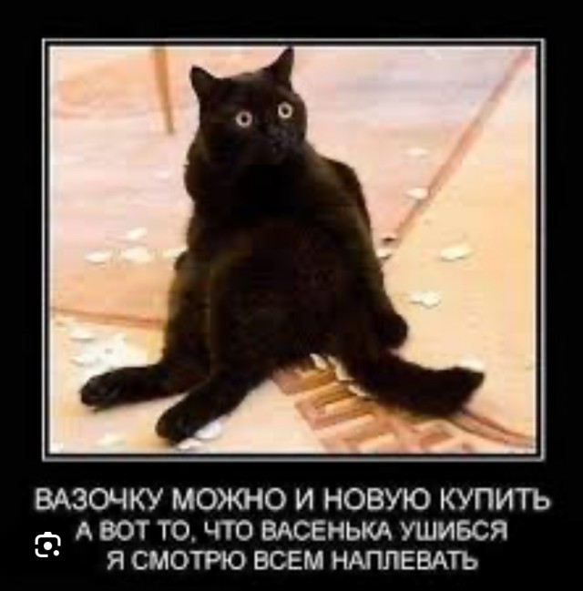 Девушка попросила в Хвиттере остальных скинуть любимые мемы с котами