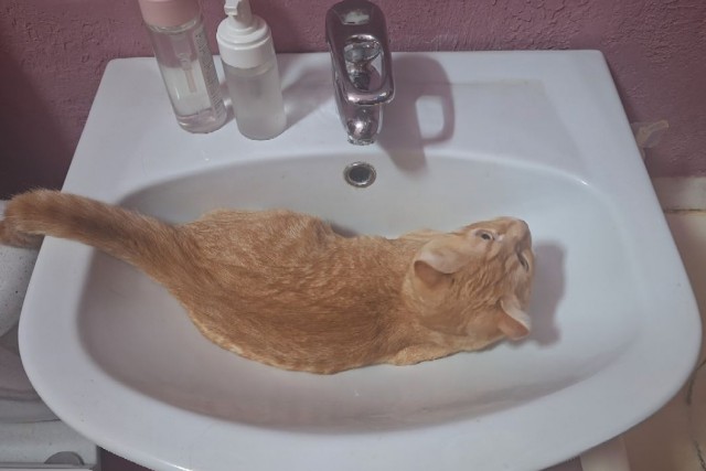 Котовторник скоро.