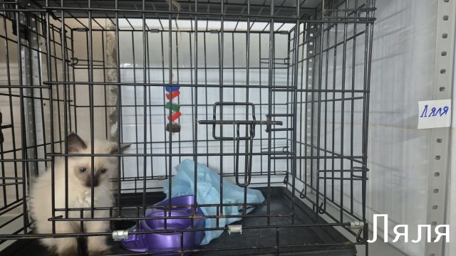 Жизнь домашнего приюта "Котоленд" 513