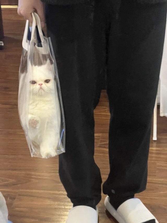 Котики во вторник.