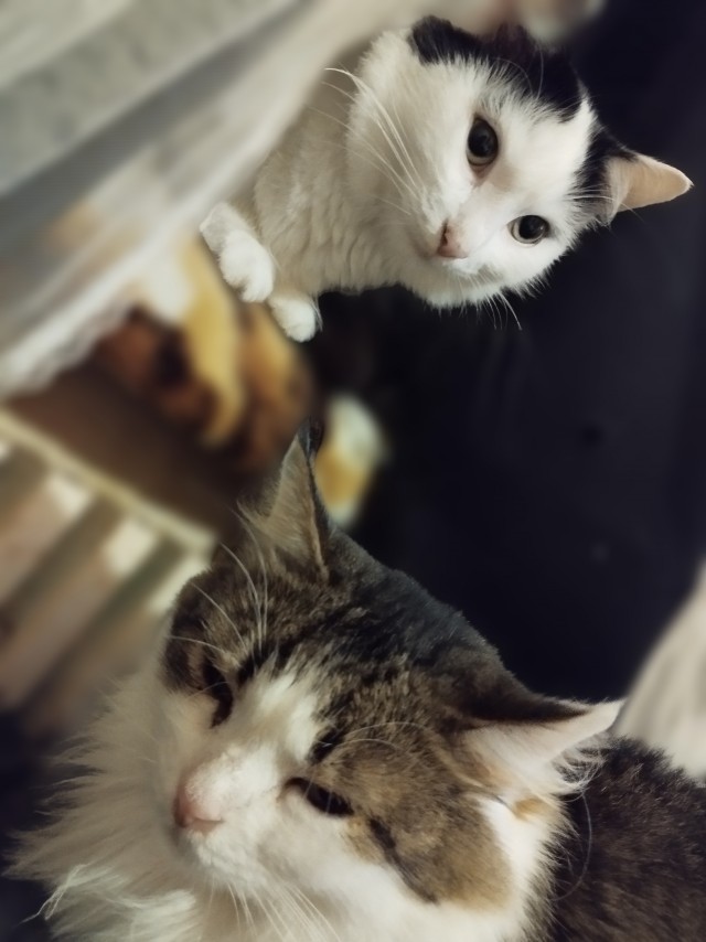 Заголовок темы