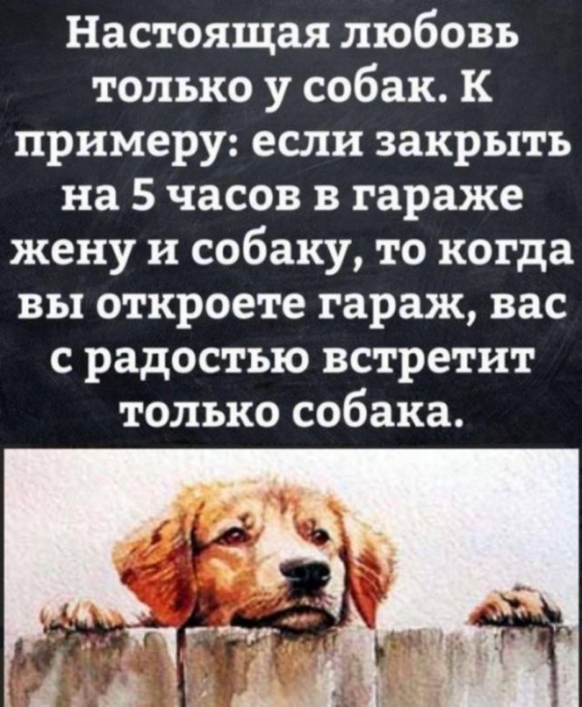 Собаки — лучшие люди на Земле